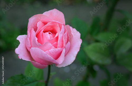 Wallpaper Mural Beautiful Pink Floribunda Rose, Hybrid Tea Rose blooming in dark green background, nature garden, Valentine day or Mother day postcard Torontodigital.ca