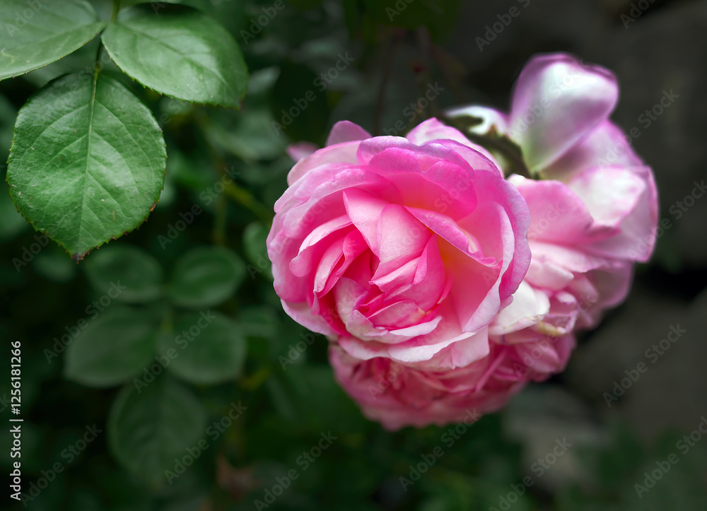 Beautiful Pink Floribunda Rose, Hybrid Tea Rose blooming in dark green background, nature garden, Valentine day or Mother day postcard Beautiful Pink Floribunda Rose, Hybrid Tea Rose blooming in dark green background, nature garden, Valentine day or Mother day postcard
