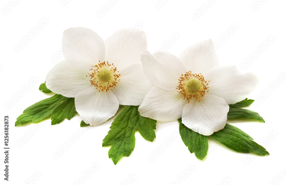 Fototapeta premium Two white flowers.