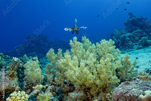 Common Lionfish swimming over coral reef landscape photo