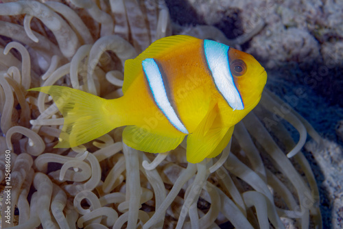 Two-banded Anemonefish nestled in white sea anemones photo