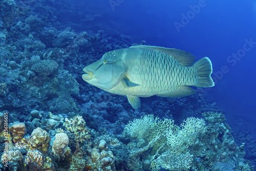 Majestic Humphead Wrasse swims over Coral Reef photo