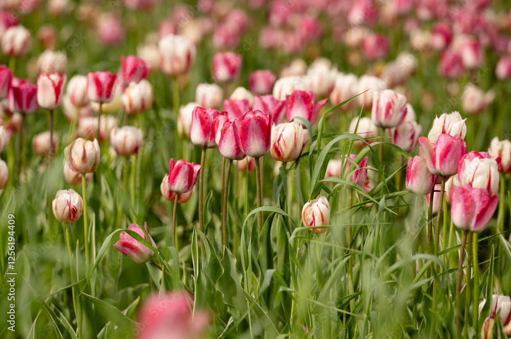 Pink and white tulip flowers blooming in spring Pink and white tulip flowers blooming in spring