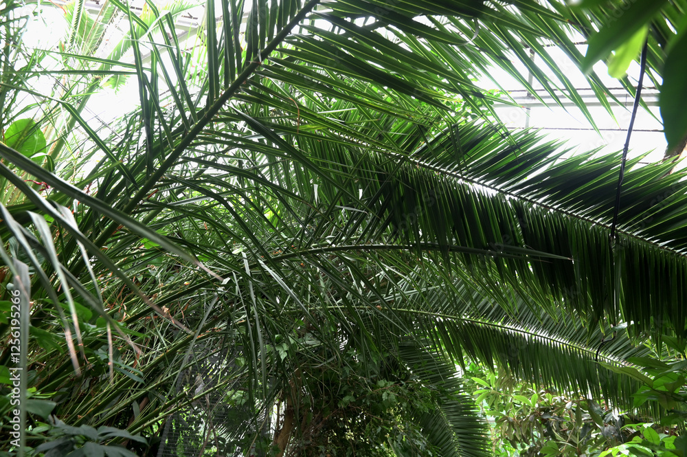 Obraz premium Lush green rainforest plants