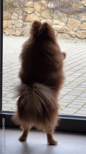 Fluffy Pomeranian barking and standing by the window indoors