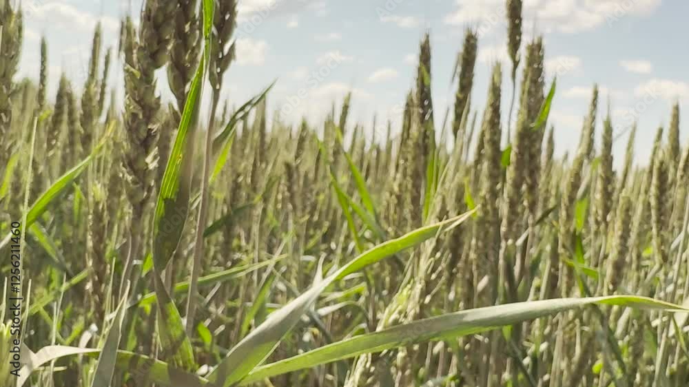 agricultural financing options, wheat seed quality, wheat crop protection, agricultural technology advancements, rural agricultural education, farming equipment usage, agricultural subsidies support agricultural financing options, wheat seed quality, wheat crop protection, agricultural technology advancements, rural agricultural education, farming equipment usage, agricultural subsidies support