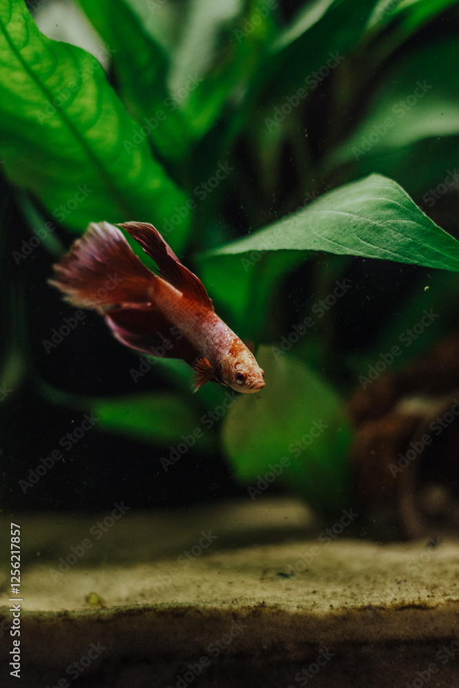 Small red Betta Splendens in a planted fish tank freshwater Small red Betta Splendens in a planted fish tank freshwater