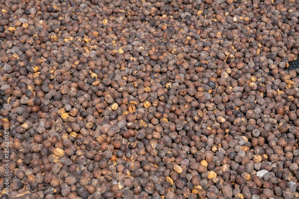Drying and Defective Coffee Beans in Different Processing Stages Drying and Defective Coffee Beans in Different Processing Stages