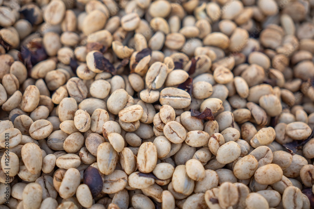 Drying and Defective Coffee Beans in Different Processing Stages Drying and Defective Coffee Beans in Different Processing Stages