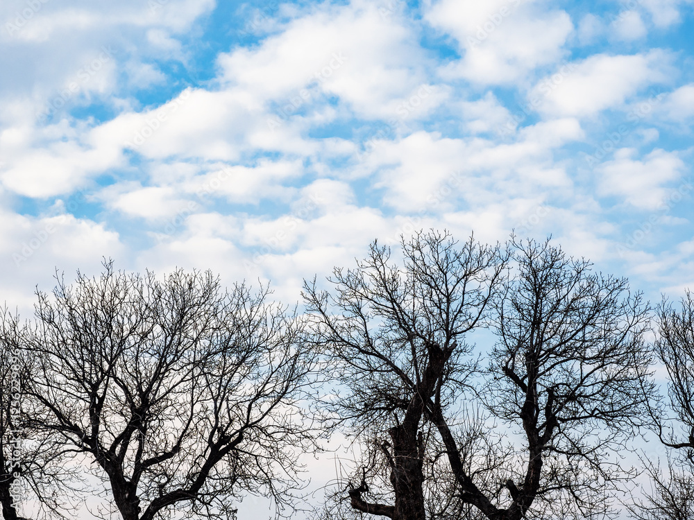 clouds in blue sky over bare trees in twilight clouds in blue sky over bare trees in twilight