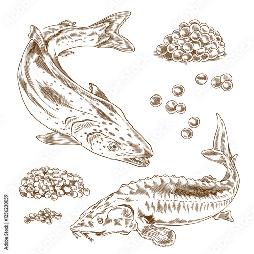 Red and black caviar heaps, salmon or trout and sturgeon beluga fishes engraved hand drawn vector set, sea food delicacy