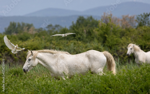 Cavallo Camargue all'isola della Cona photo