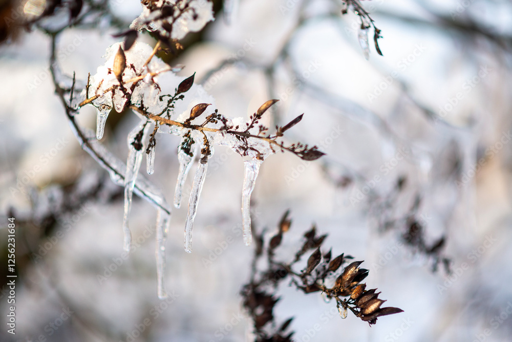 tree branches covered with snow in winter tree branches covered with snow in winter