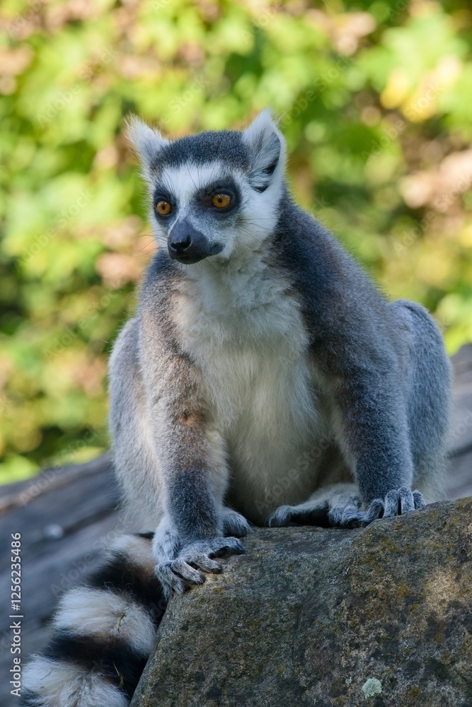 ring tailed lemur catta ring tailed lemur catta