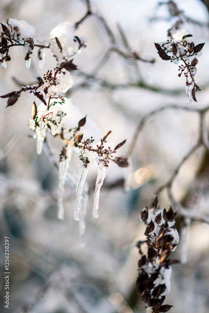 tree branches covered with snow in winter tree branches covered with snow in winter
