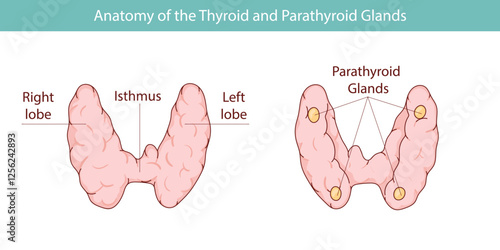 Vector illustration of the thyroid gland and parathyroid gland. Human endocrine system. Medical vector illustration of internal organs.