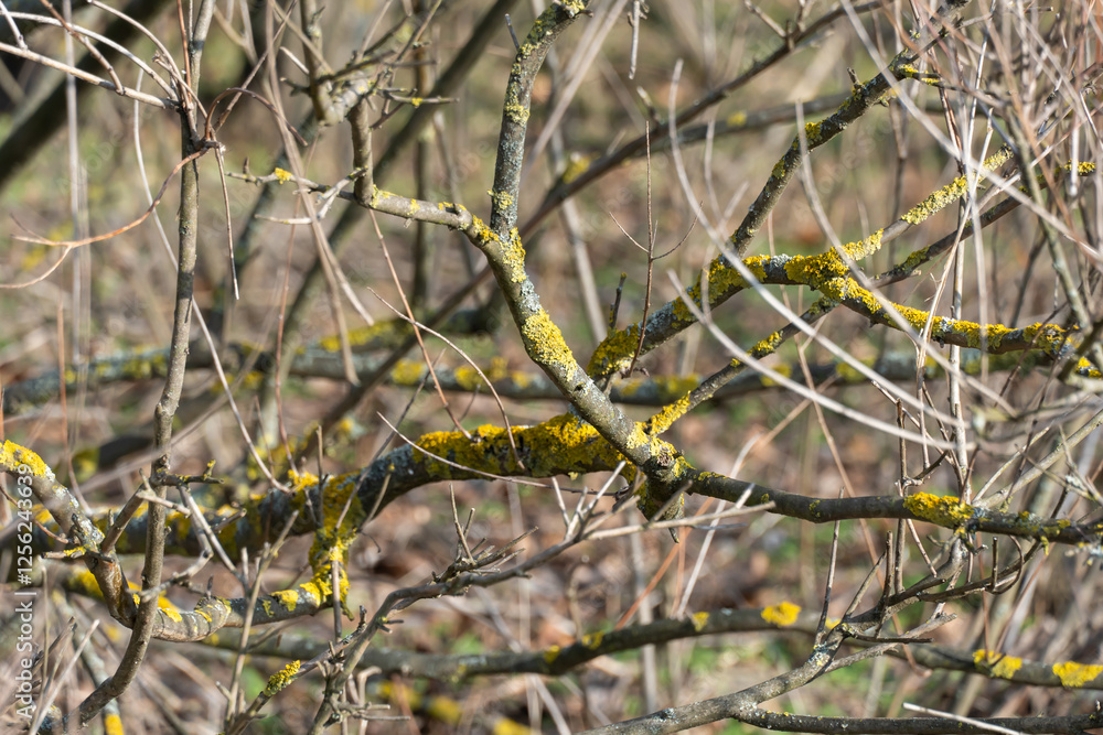 Yellow lichen xanthoria parietina on bark of branch tree. Common moss yellow scale fungal of teloschistaceae family. Maritime sunburst lichen. Intensive color of structures on twigs. Clean ecology. Yellow lichen xanthoria parietina on bark of branch tree. Common moss yellow scale fungal of teloschistaceae family. Maritime sunburst lichen. Intensive color of structures on twigs. Clean ecology.