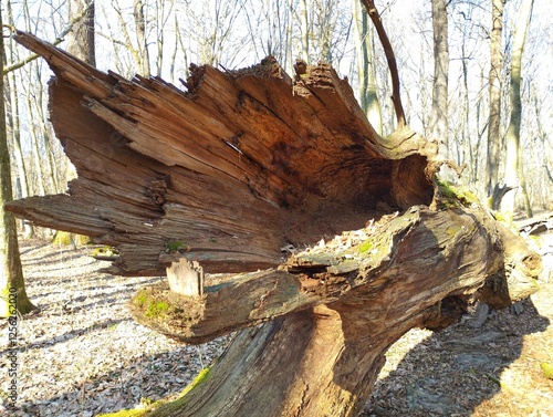In the spring forest, a large dry oak tree lies among young trees. Natural landscapes in an oak forest. Natural background with an old tree.