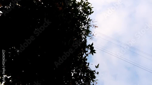 青空と雲の下の電柱と電線
