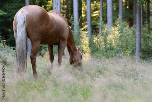 Waldpferd. Schönes goldenes Pferd grast frei in einer romantischen Waldlichtung photo