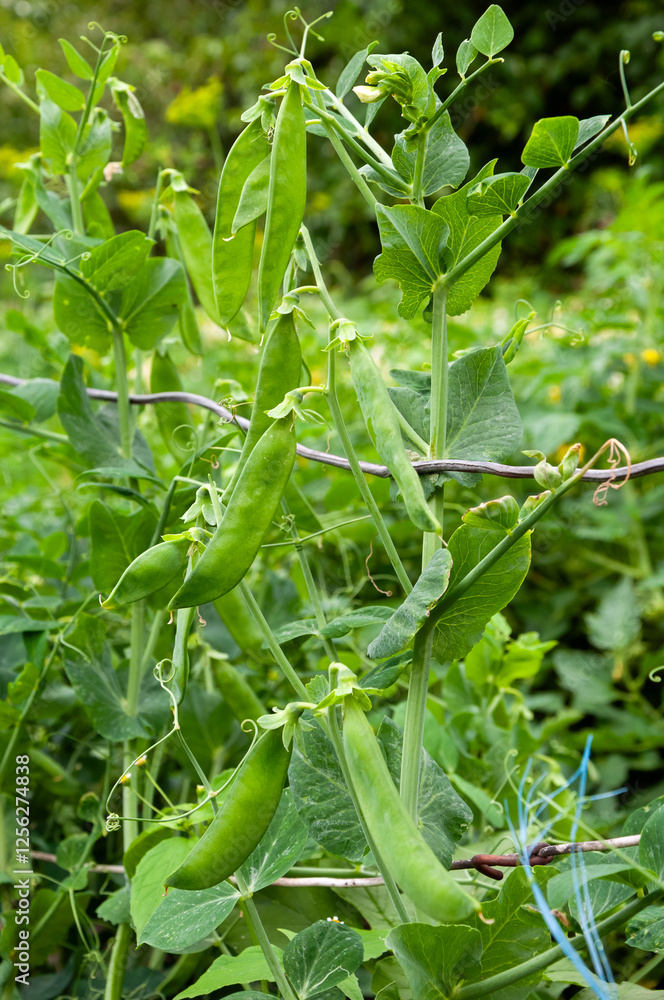 Bush of sweet pea with ripe pods on vegetable garden Bush of sweet pea with ripe pods on vegetable garden