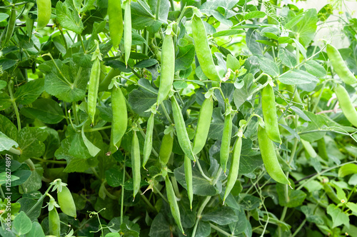 Bush of sweet pea with ripe pods on vegetable garden photo