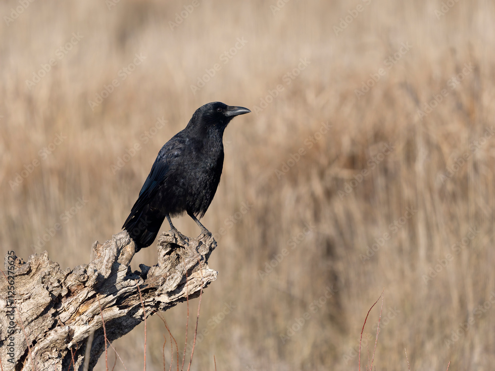 Carrion crow, Corvus corone Carrion crow, Corvus corone