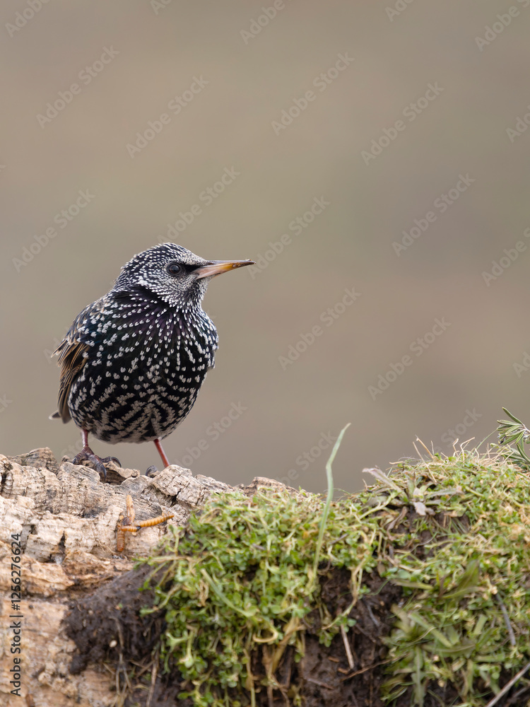 Fototapeta premium Common starling, Sturnus vulgaris