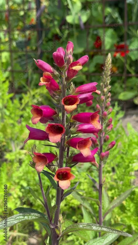 Beautiful Foxglove Flower (Digitalis) Blowing in the Wind Beautiful Foxglove Flower (Digitalis) Blowing in the Wind