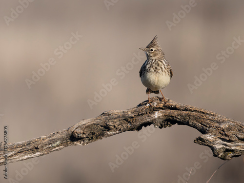 Crested lark, Galerida cristata, photo