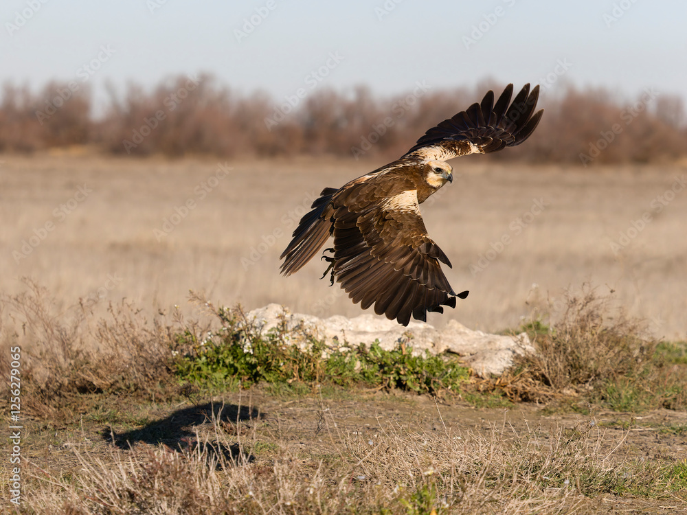 Marsh harrier, Circus aeruginosus Marsh harrier, Circus aeruginosus