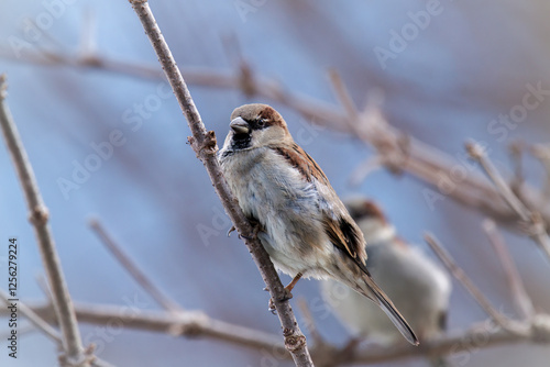 a sparrow perched on a twig at a cold winter day photo