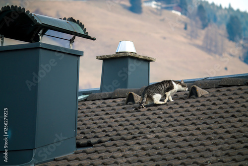 Fotografija view of housetop - a cat on the roof