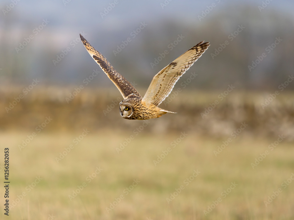 Fototapeta premium Short-eared owl, Asio flammeus