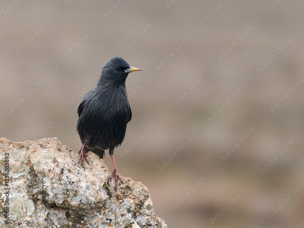 Obraz premium Spotless starling, Sturnus unicolor
