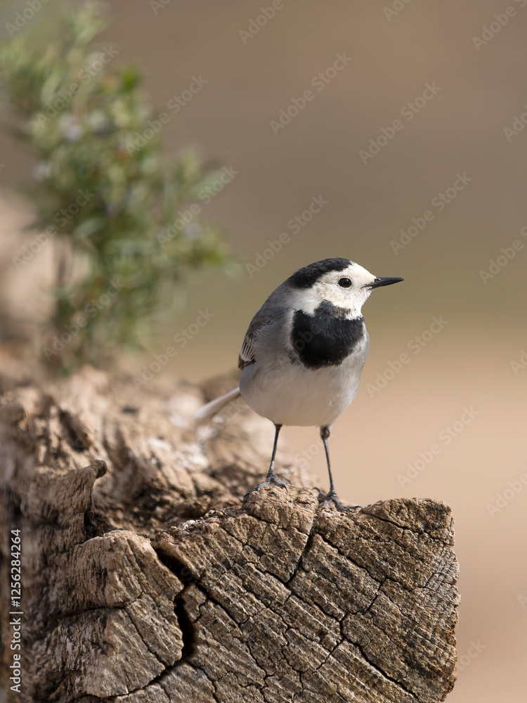 White wagtail, Motacilla alba White wagtail, Motacilla alba