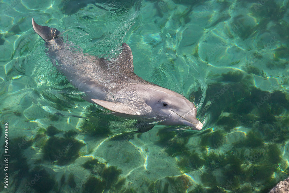 Exposure of rescued dolphins in Bermuda Island, namely Offshore Bottlenose Dolphins (Tursiops truncatus)