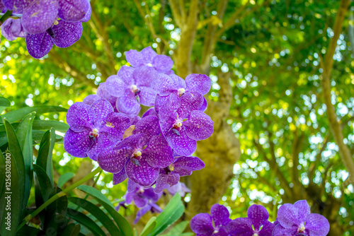 Bouquet of royal purple orchids flower with long leaves, Pictures of flowers in the garden. photo