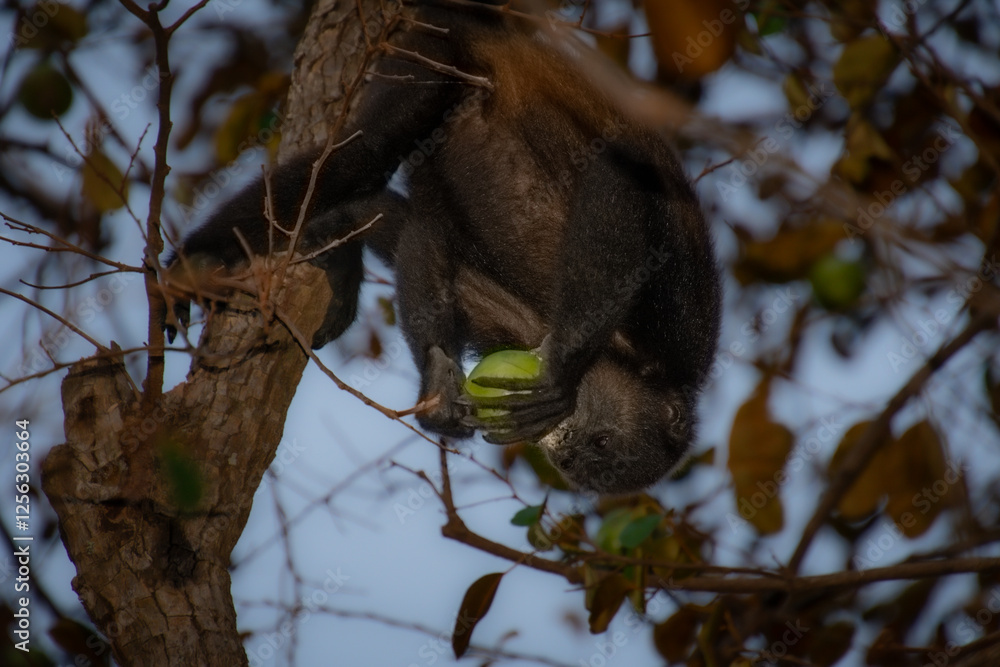 Fototapeta premium Howler monkey in its tree in the Moroccan forest in the province of Guanacaste