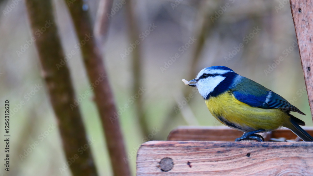 Obraz premium Blaumeise futtert am Futtersilo