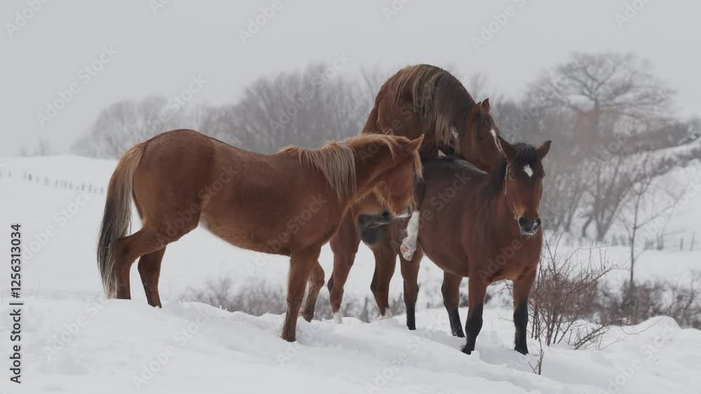 Cavalli nella neve Cavalli nella neve