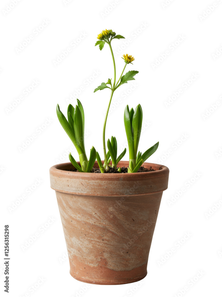 Vibrant yellow flowers in a rustic terracotta pot Vibrant yellow flowers in a rustic terracotta pot