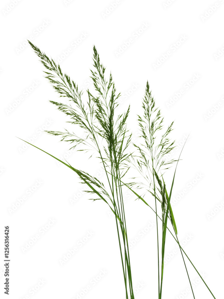 Fototapeta premium Close-up of a bunch of vibrant green grass against a transparent background