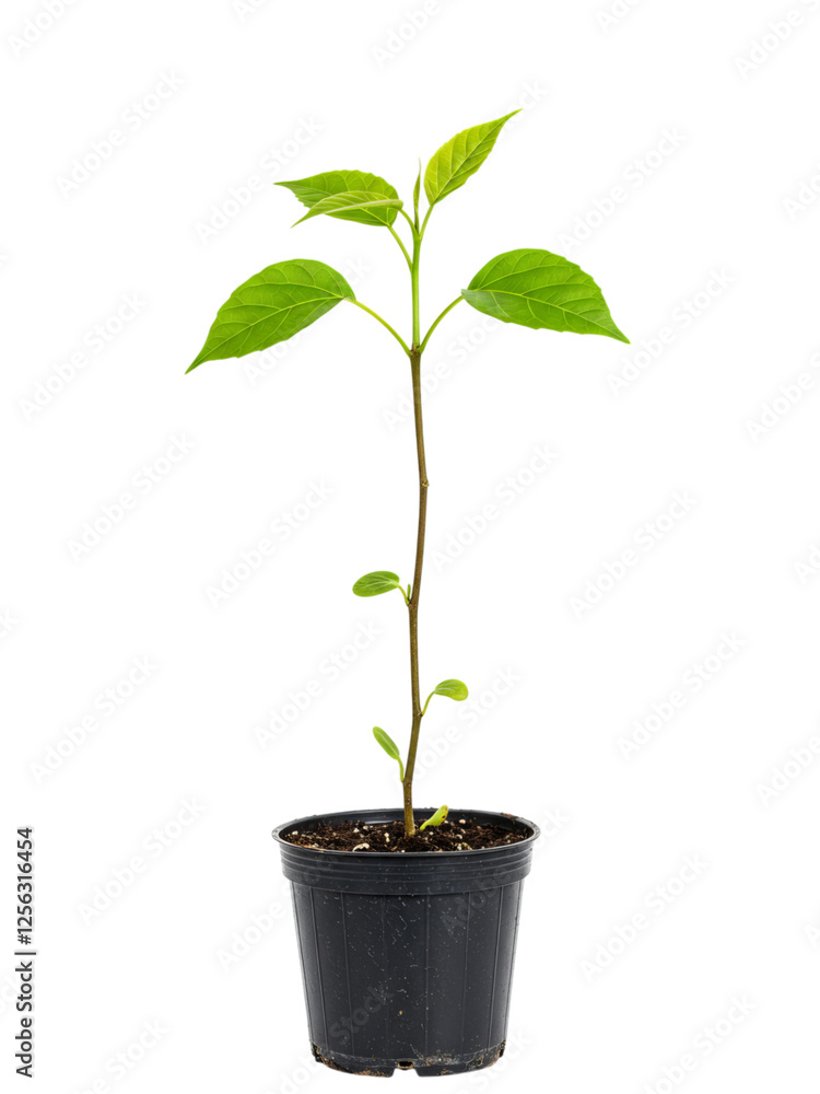 Freshly Grown Young Plant in Black Pot Against transparent background Freshly Grown Young Plant in Black Pot Against transparent background