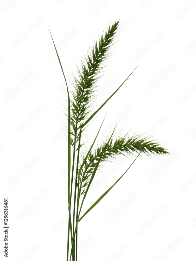 Fototapeta premium Close-up of vibrant green grass against a transparent background