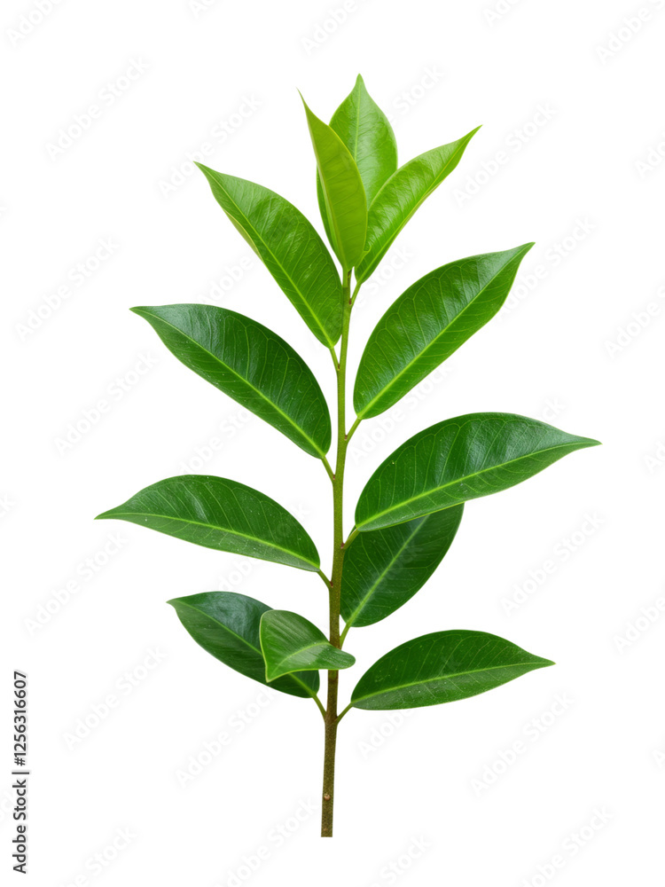 Fototapeta premium Fresh Green Leaf Branch Against transparent background