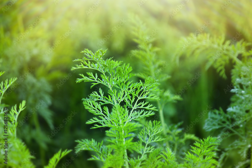 Fototapeta premium carrot tops in the field. Carrot bushes are planted in a row. Growing vegetables in rural areas.
