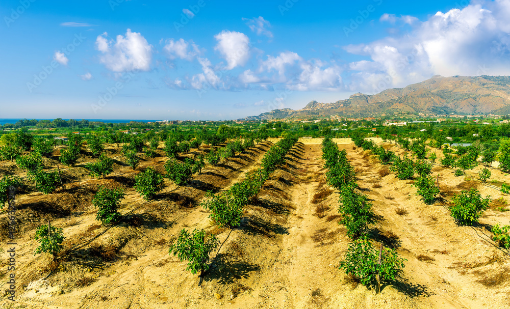 beautiful natural view of panoramic green fruit garden landscape with rows of green fruit trees and nice green valley with blue cloudy sky on background beautiful natural view of panoramic green fruit garden landscape with rows of green fruit trees and nice green valley with blue cloudy sky on background