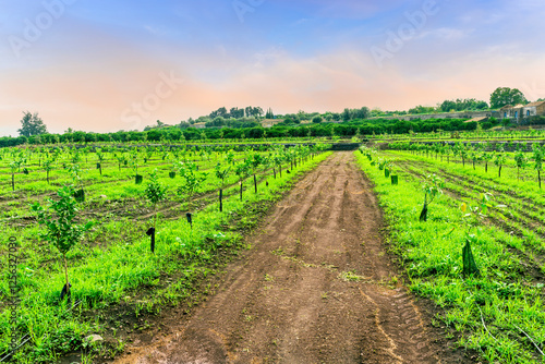 beautiful farmland landscape with green rows of young trees on a spring or summer farm field and nice blue cloudy sky on background photo