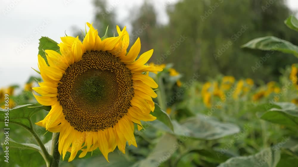 Agriculture, yellow sunflower in field, sunny flower in field, plants on farm, beautiful sunflower in garden, orange season bright organic flower, botanical seeds harvest, sunflower pollination, bee Agriculture, yellow sunflower in field, sunny flower in field, plants on farm, beautiful sunflower in garden, orange season bright organic flower, botanical seeds harvest, sunflower pollination, bee